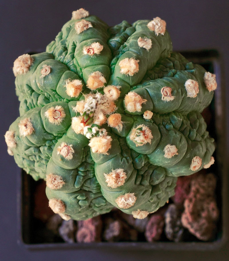 Astrophytum asterias cv Fukuryu